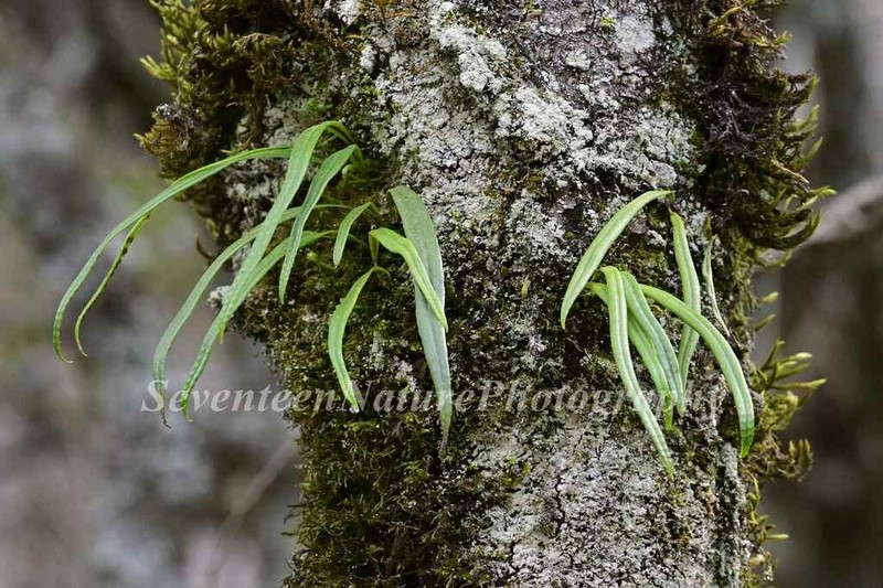 Lepisorus contortus photo 8