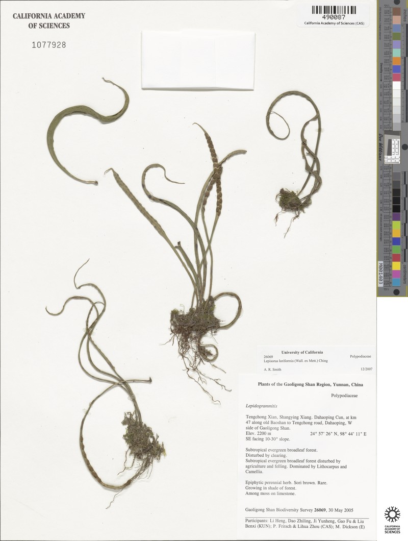 Lepisorus eilophyllus