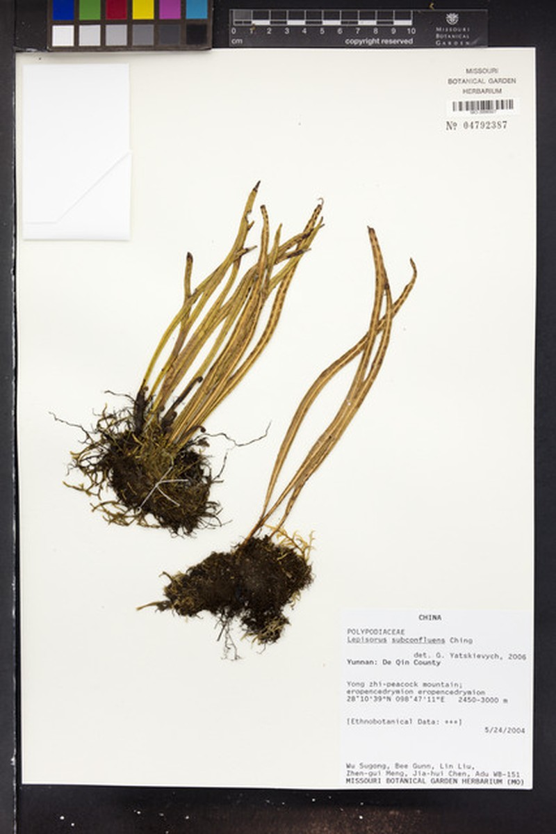 Lepisorus eilophyllus photo 2