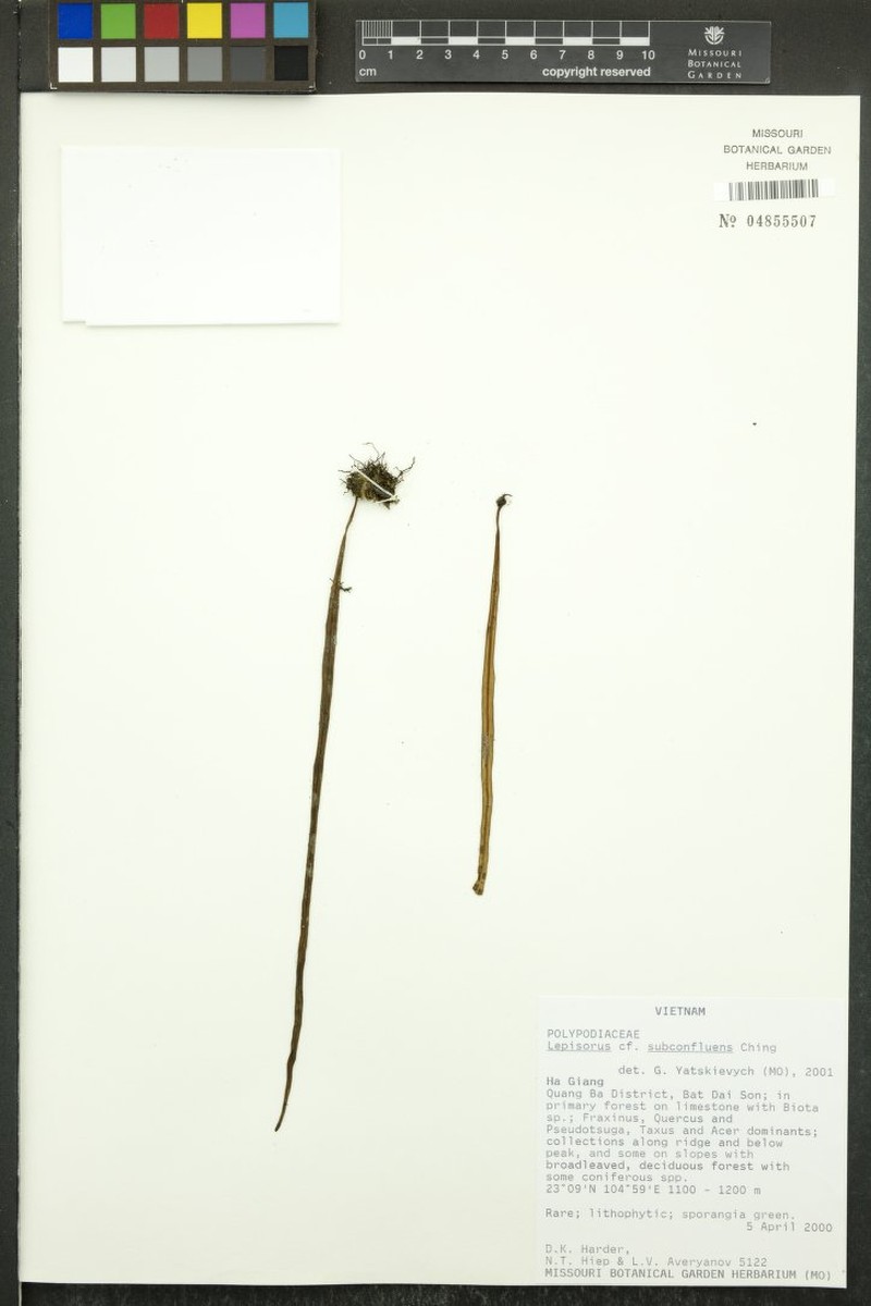 Lepisorus eilophyllus photo 3
