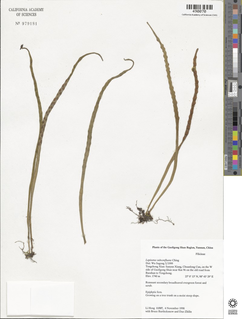 Lepisorus eilophyllus photo 4