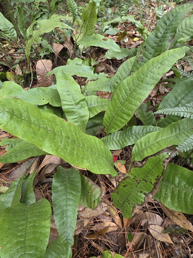 Lepisorus ensatus photo 2