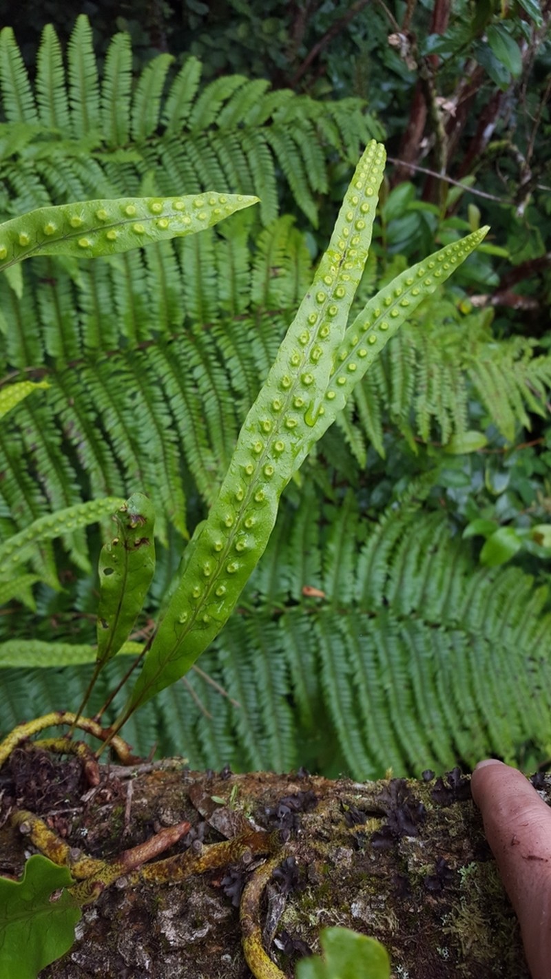 Lepisorus excavatus photo 4