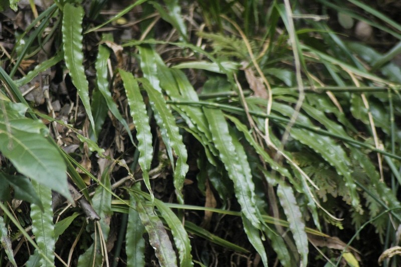 Lepisorus fortuni