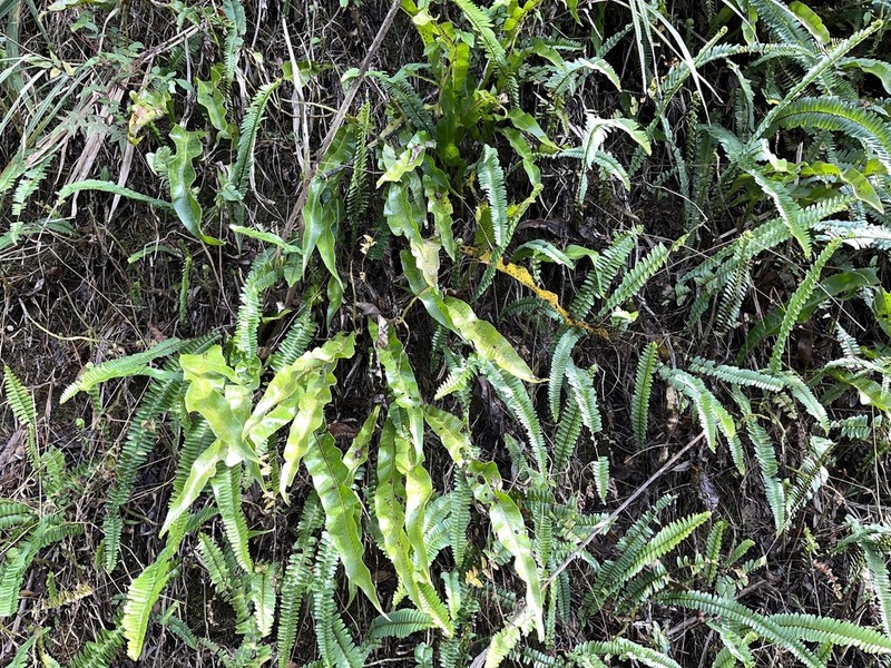 Lepisorus fortuni photo 2
