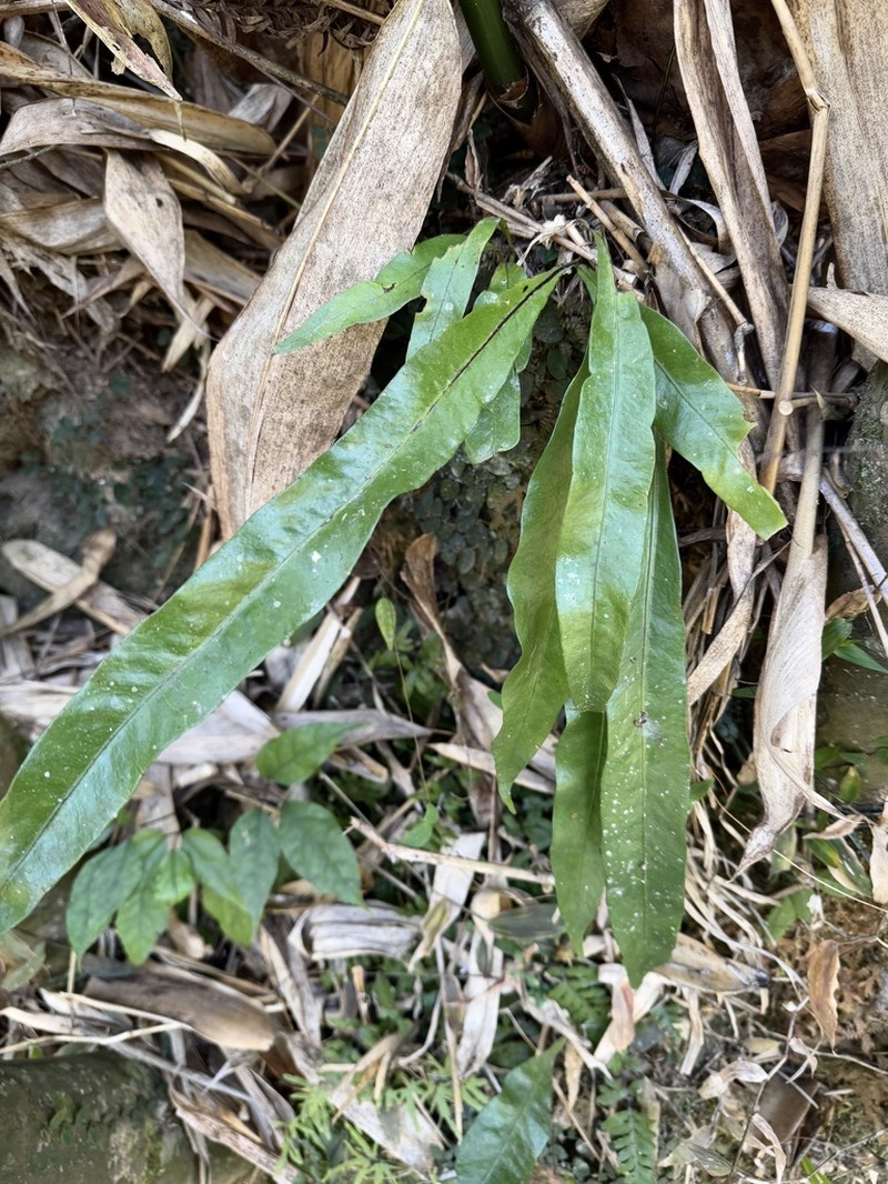 Lepisorus fortuni photo 3