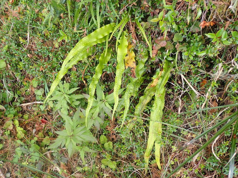 Lepisorus fortuni photo 5