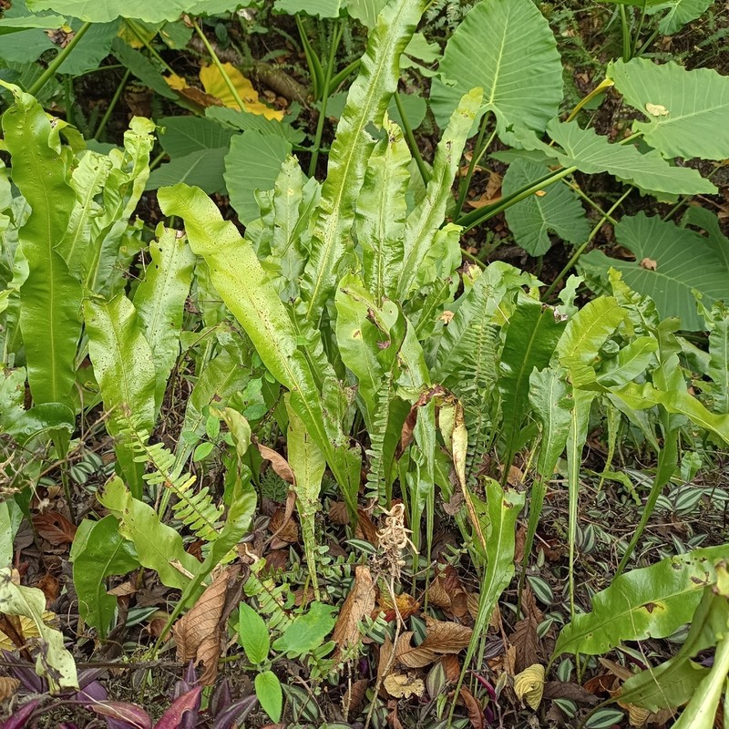 Lepisorus fortuni photo 6