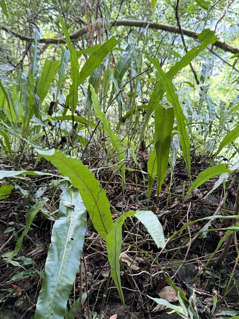 Lepisorus fortuni photo 7