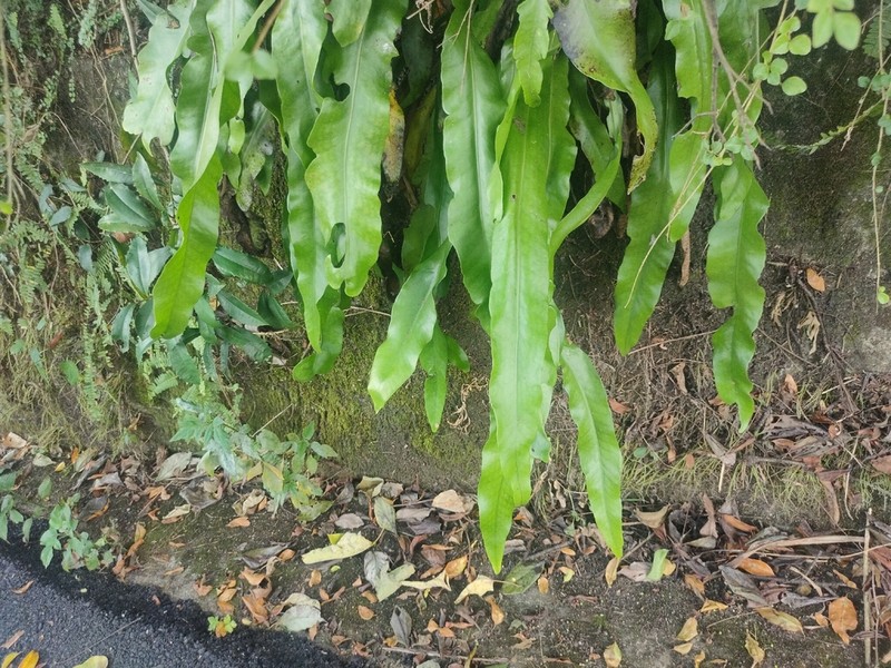 Lepisorus fortuni photo 8