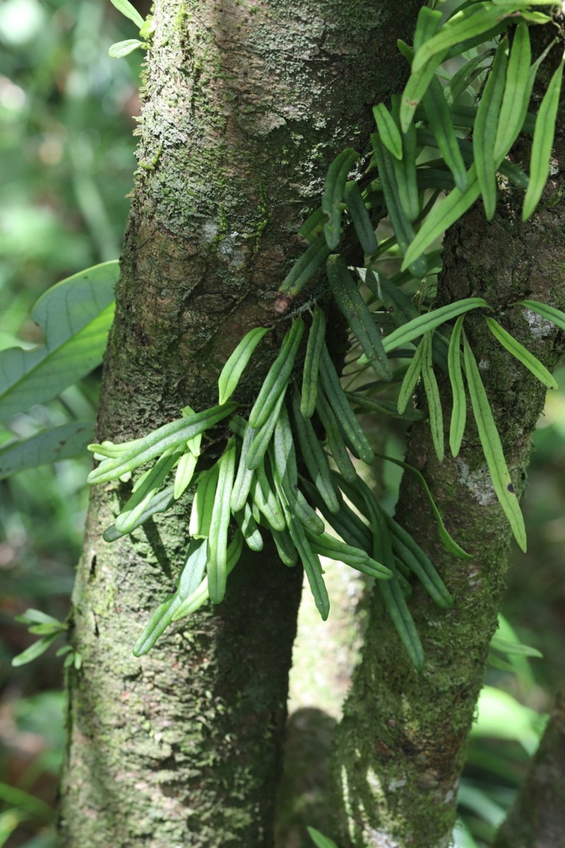 Lepisorus hachijoensis