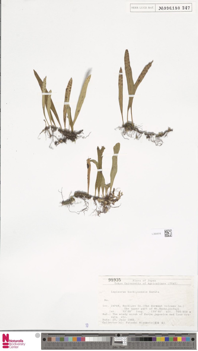 Lepisorus hachijoensis photo 2