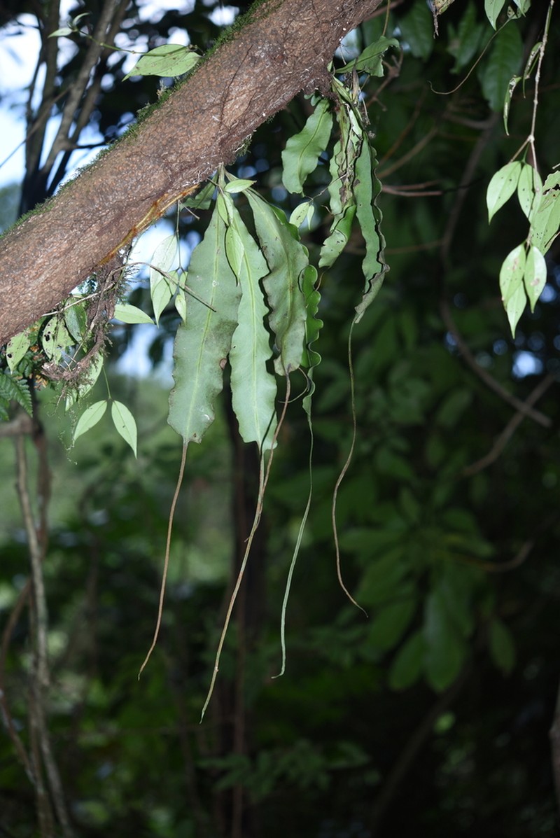 Lepisorus henryi