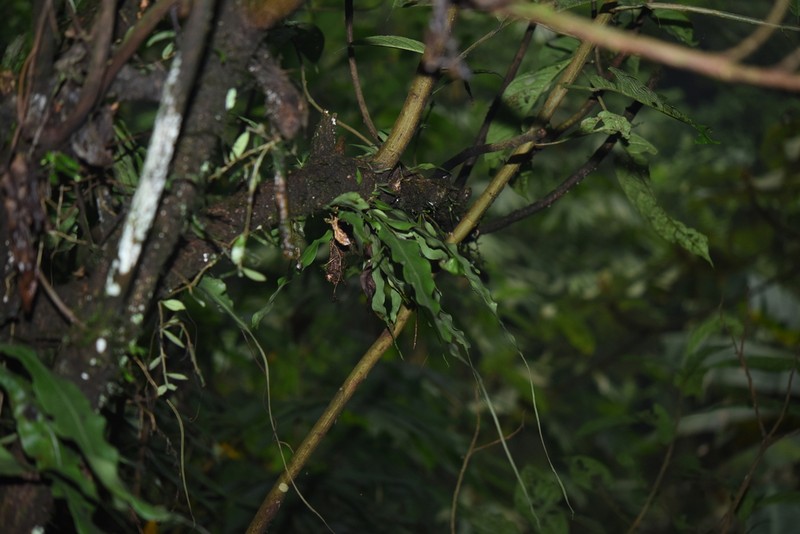 Lepisorus henryi photo 2