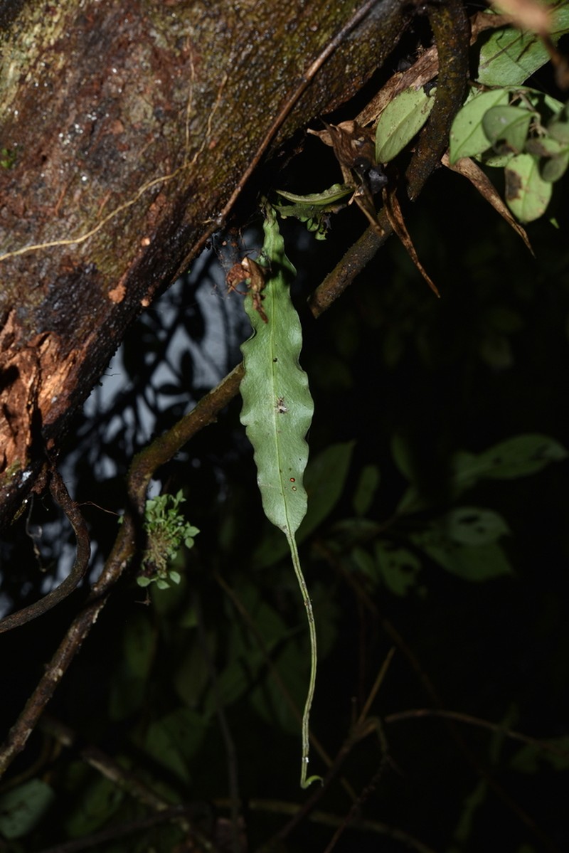 Lepisorus henryi photo 3
