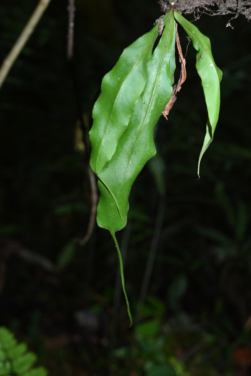 Lepisorus henryi photo 4