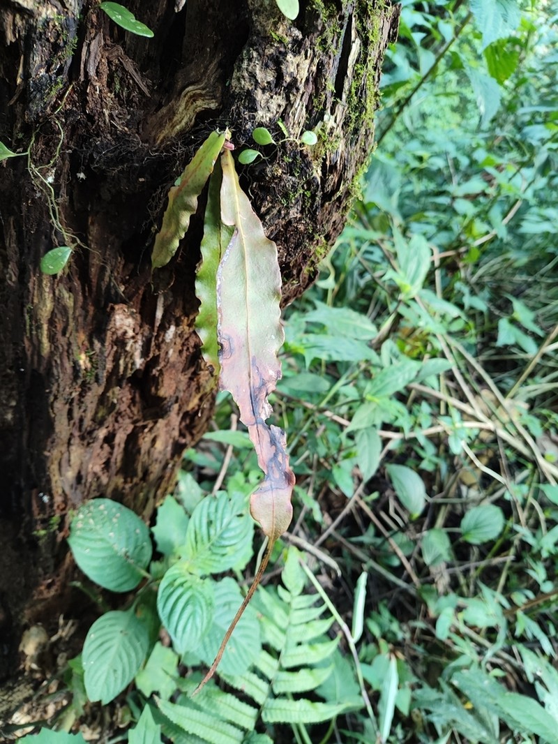 Lepisorus henryi photo 5