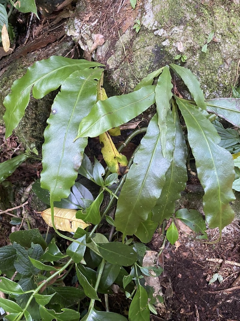 Lepisorus henryi photo 6