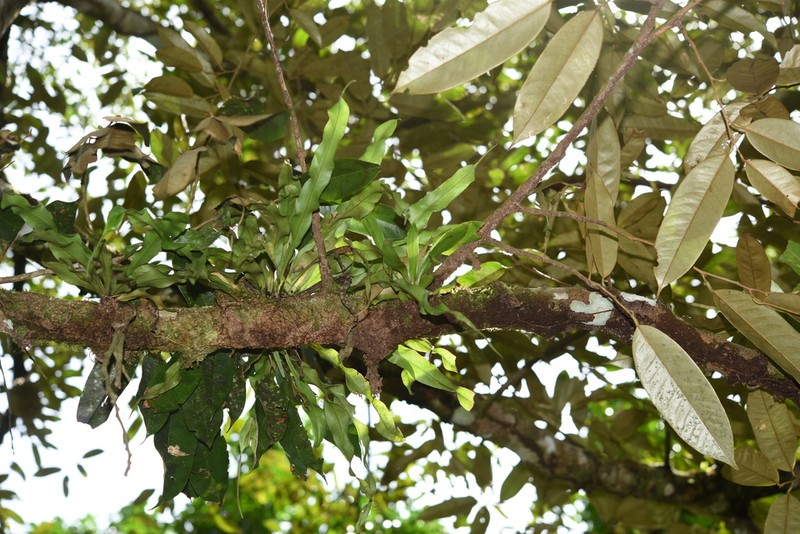 Lepisorus henryi photo 7