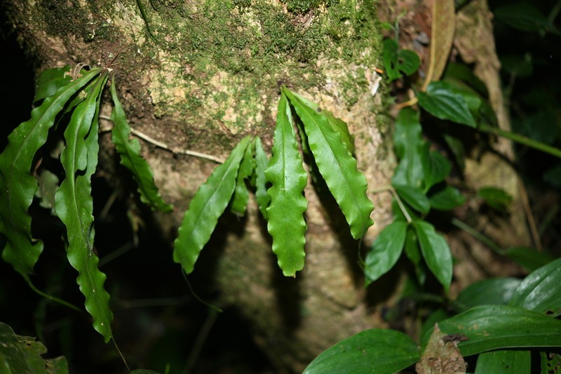 Lepisorus henryi photo 8