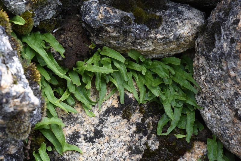 Lepisorus jakonensis
