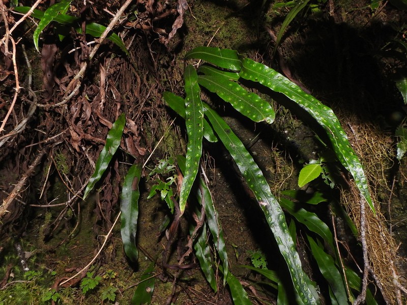 Lepisorus kawakamii