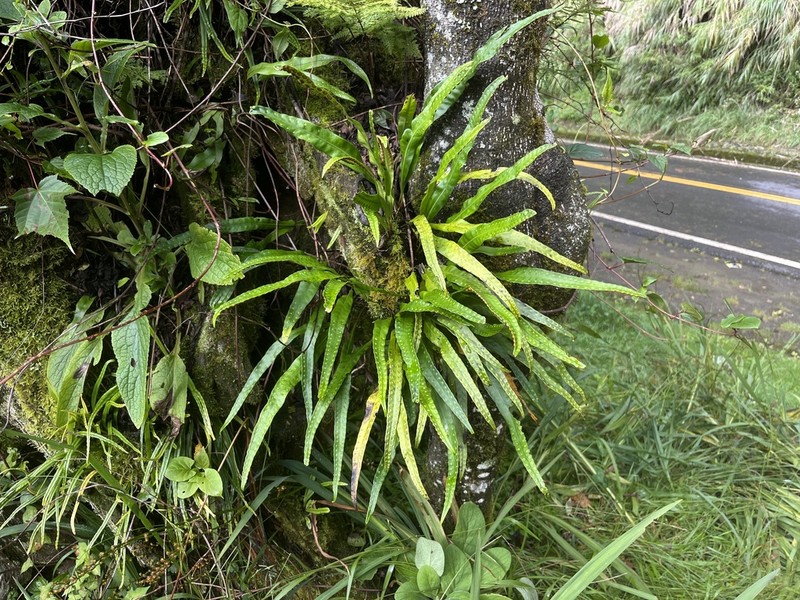 Lepisorus kawakamii photo 2