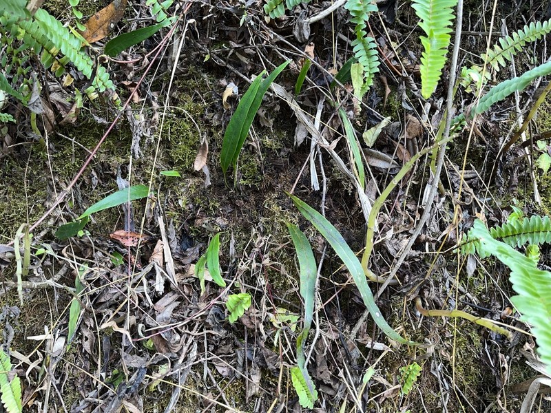 Lepisorus kawakamii photo 3