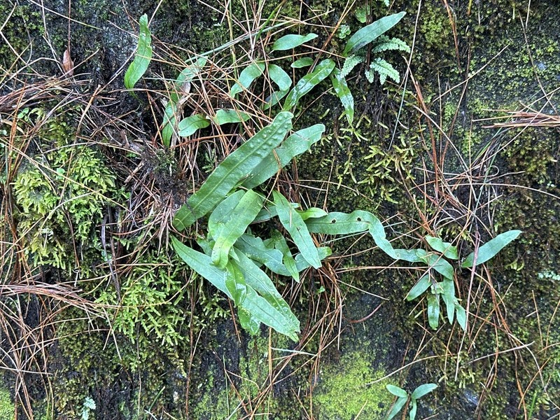 Lepisorus kawakamii photo 4
