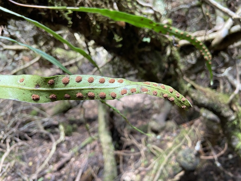 Lepisorus kawakamii photo 6