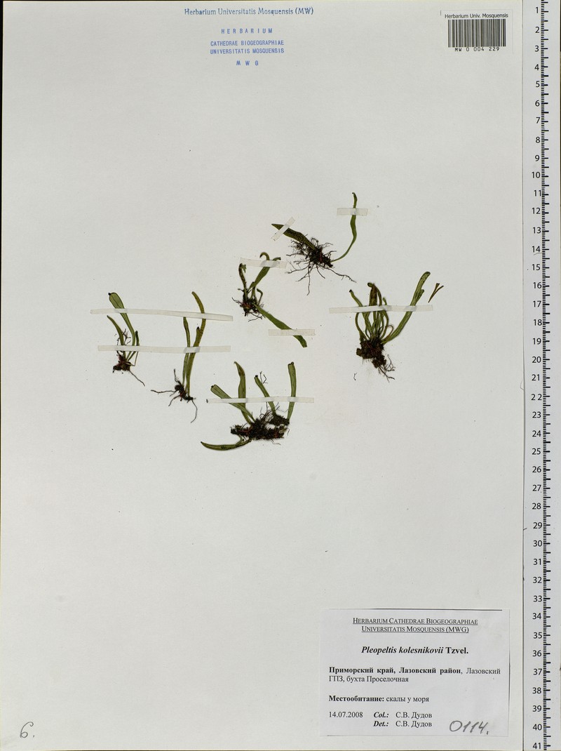 Lepisorus kolesnikovii
