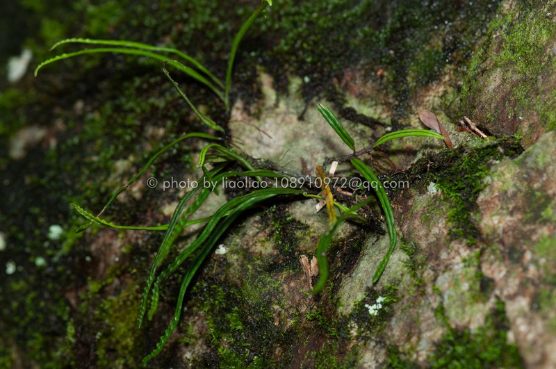 Lepisorus lewisii