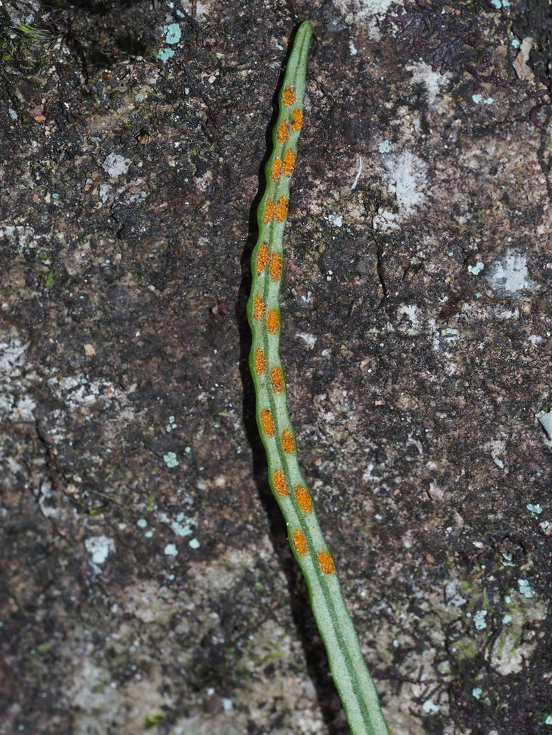 Lepisorus lewisii photo 2