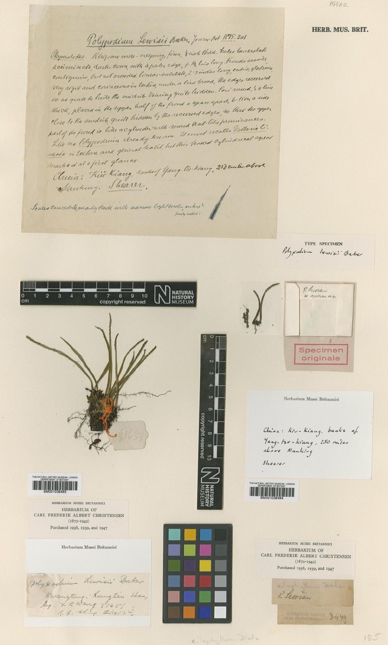Lepisorus lewisii photo 4
