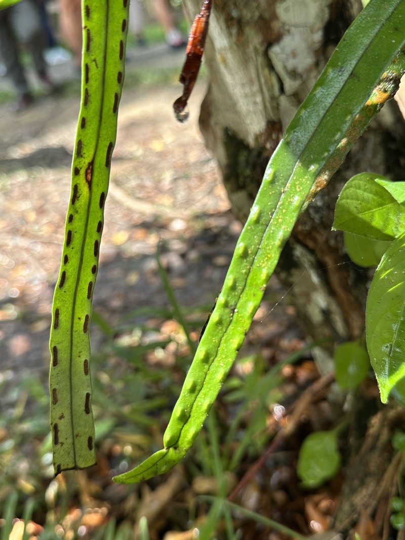 Lepisorus longifolius photo 2