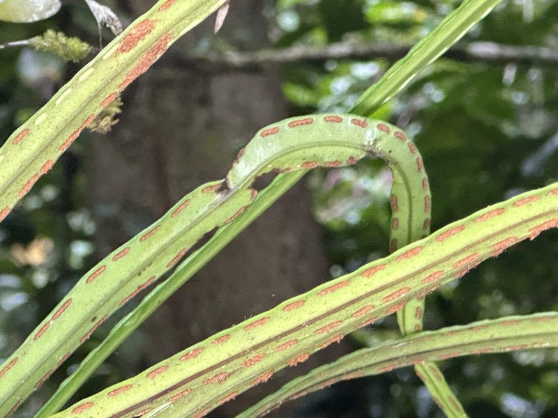 Lepisorus longifolius photo 3