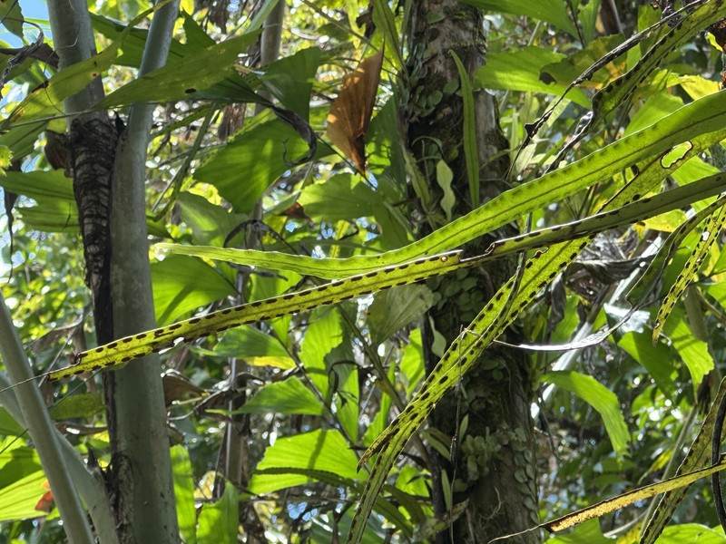 Lepisorus longifolius photo 4