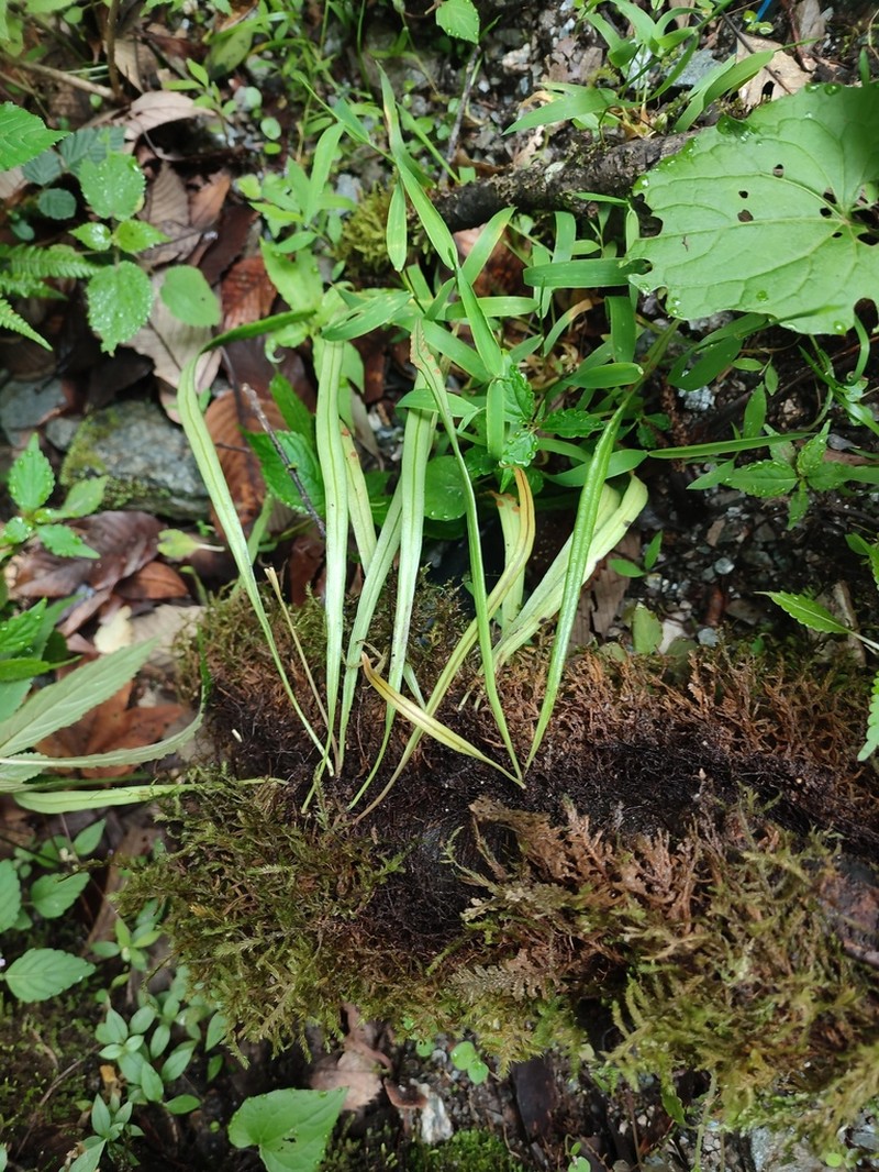 Lepisorus loriformis