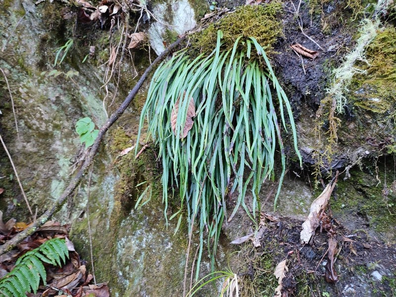 Lepisorus loriformis photo 2