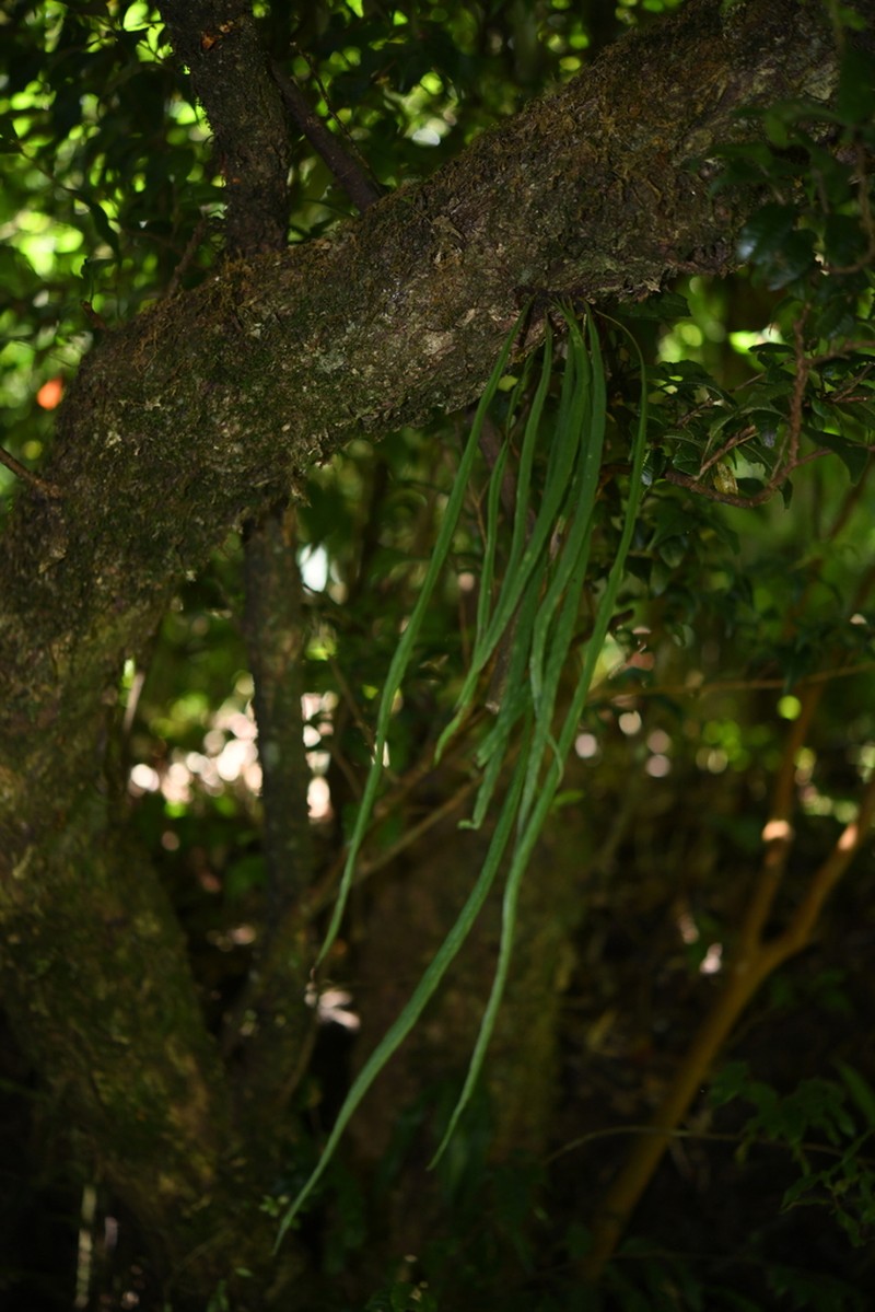 Lepisorus loriformis photo 4