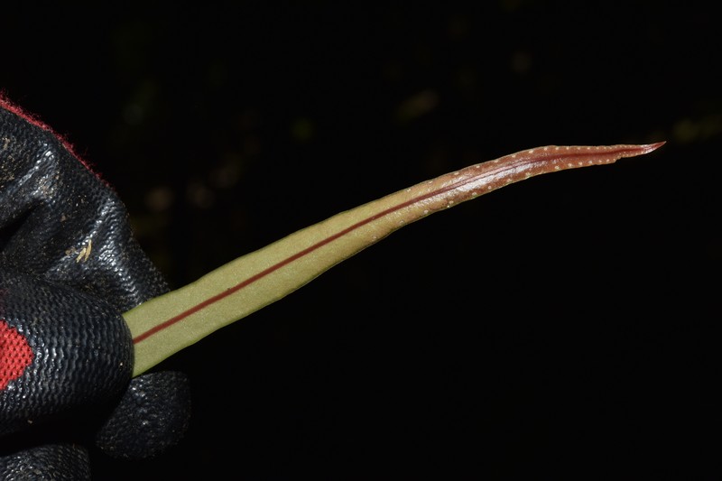 Lepisorus loriformis photo 5