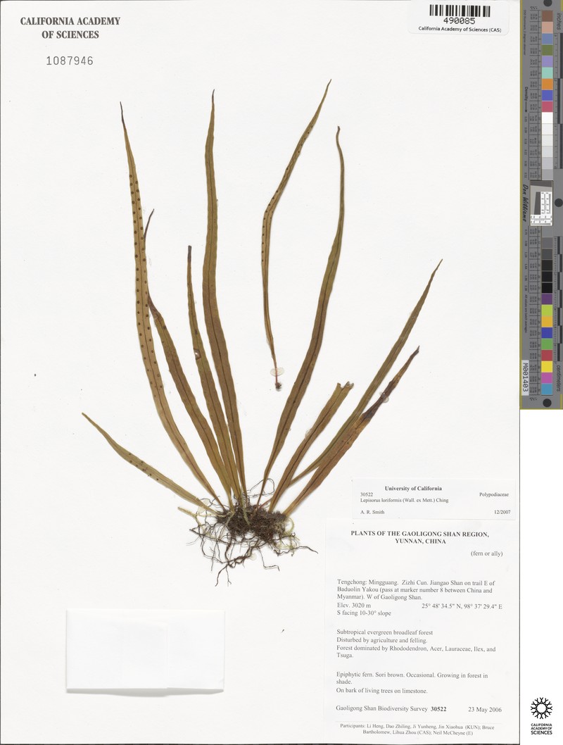 Lepisorus loriformis photo 6