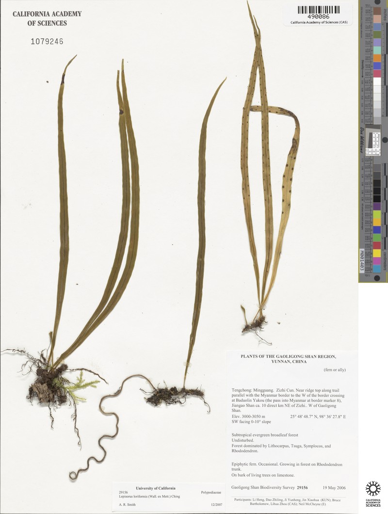 Lepisorus loriformis photo 7
