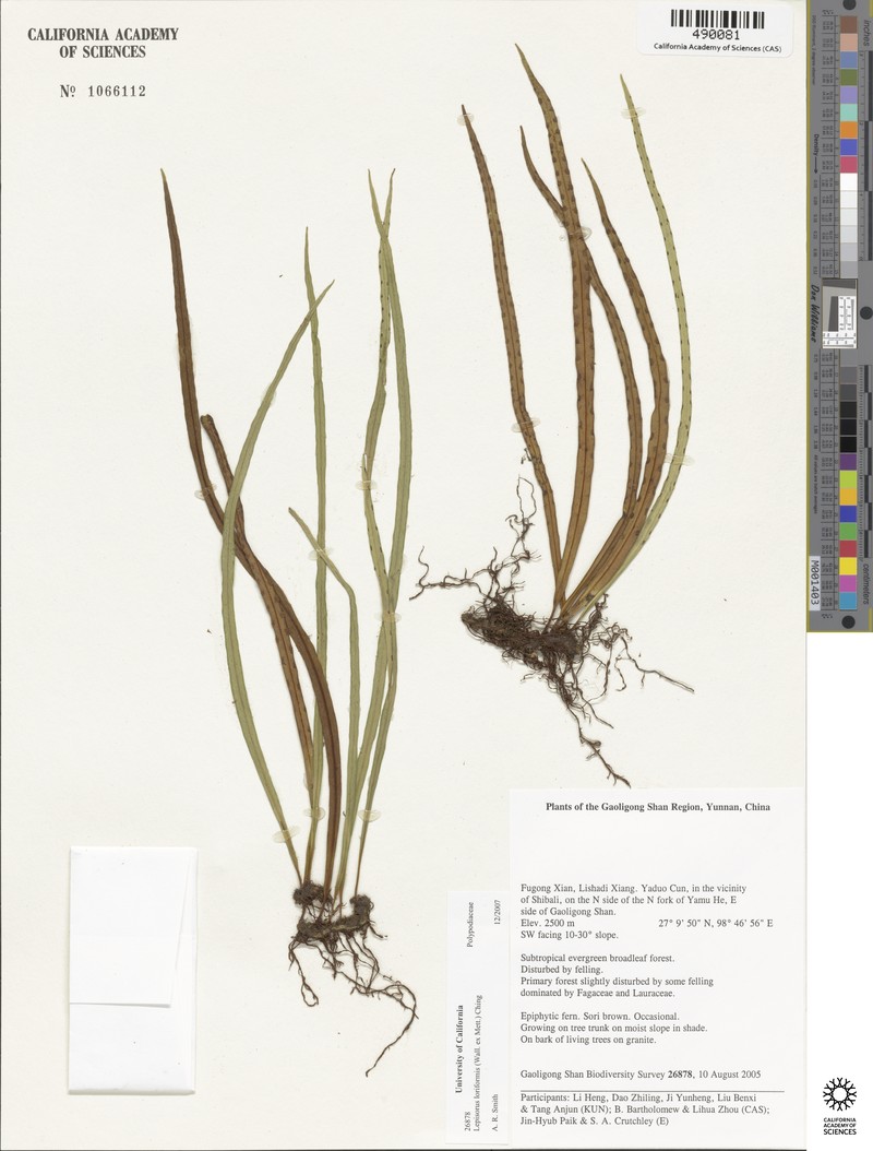 Lepisorus loriformis photo 8