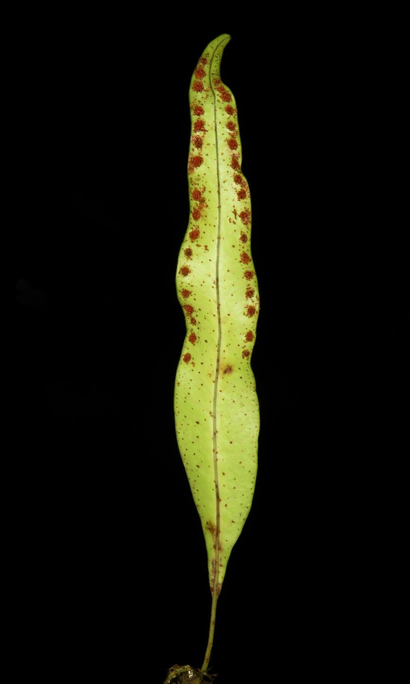 Lepisorus macrosphaerus