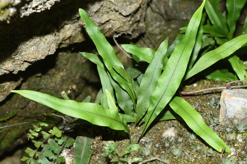 Lepisorus macrosphaerus photo 3