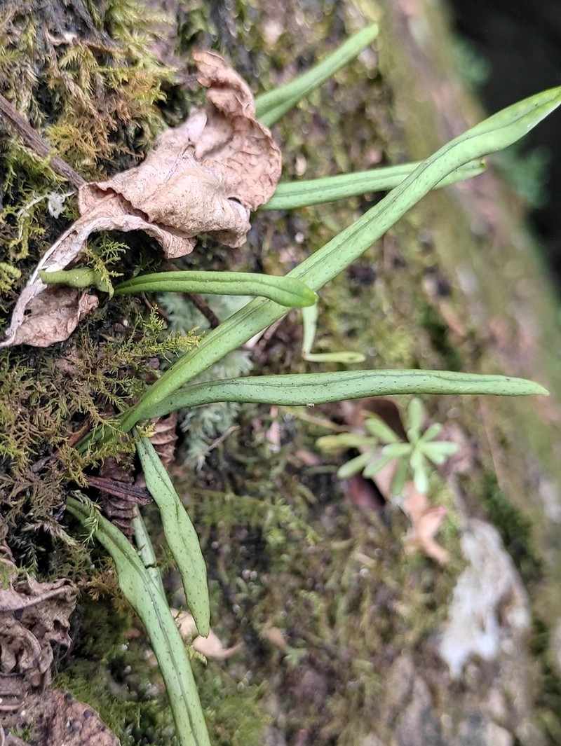 Lepisorus macrosphaerus photo 4