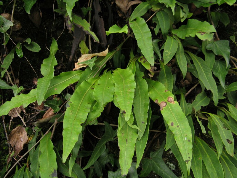 Lepisorus macrosphaerus photo 6