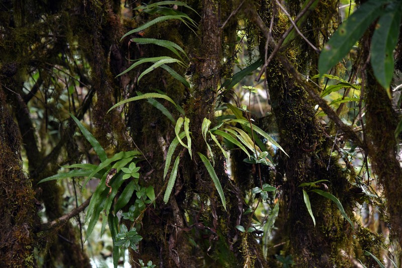 Lepisorus macrosphaerus photo 8