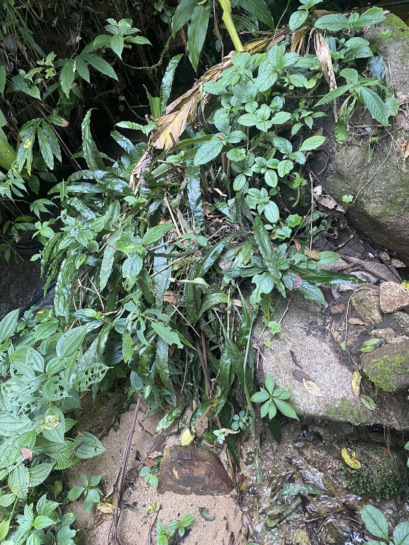 Lepisorus maculosus photo 2